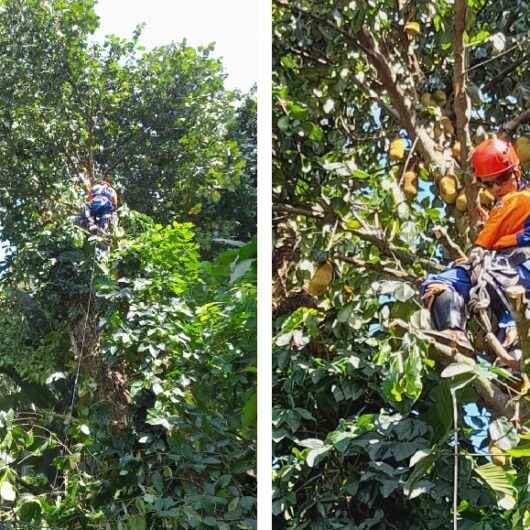 Atendimentos pela Defesa Civil de Caraguatatuba crescem mais de 48% em outubro