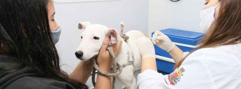 Caraguatatuba reabre agendas para programa de castração de cães e gatos