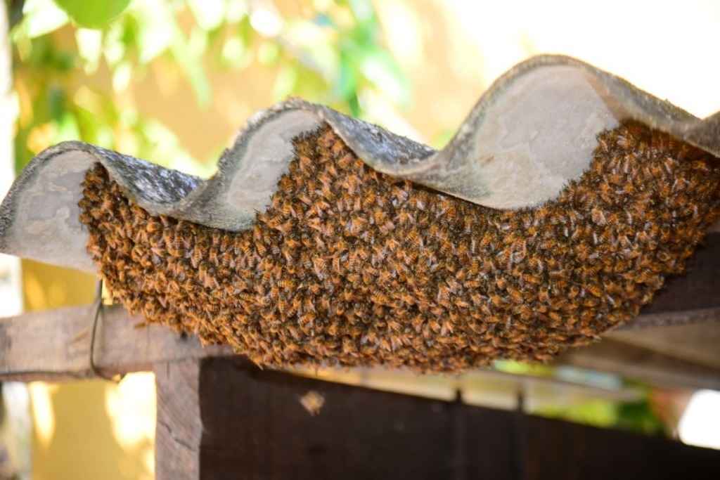 Defesa Civil de Caraguatatuba atende 66 ocorrências no mês de setembro 