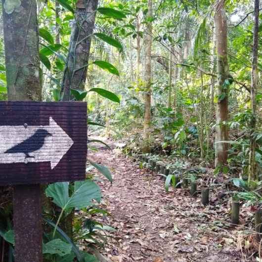 Parque Estadual da Serra do Mar promove trilhas, observação de aves e atividades infantis em Caraguatatuba