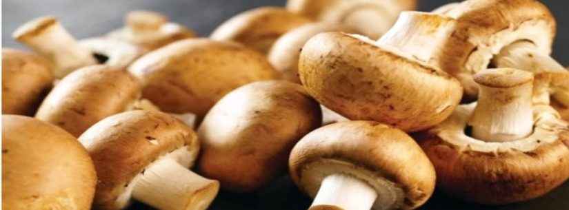 Prefeitura abre inscrições para curso de produção de cogumelo Agaricus