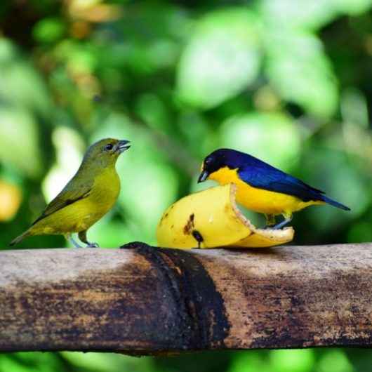 Comedouro de aves do Parque Estadual da Serra do Mar atrai mais de 40 espécies em Caraguatatuba