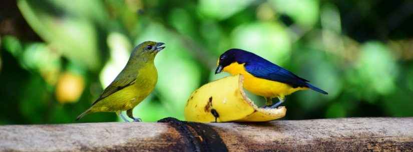 Comedouro de aves do Parque Estadual da Serra do Mar atrai mais de 40 espécies em Caraguatatuba