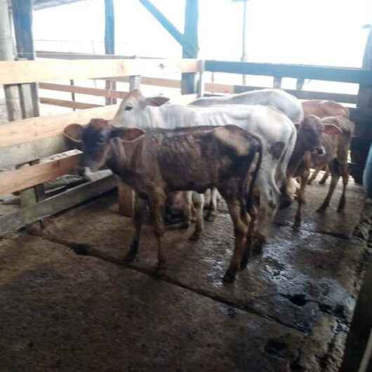 Campanha de vacinação contra brucelose bovina imuniza 33 animais em Caraguatatuba