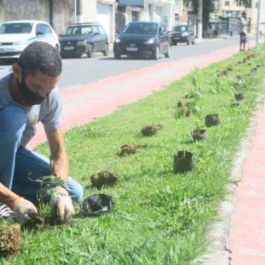 Prefeitura de Caraguatatuba segue com plantio de mudas em rua do Tinga