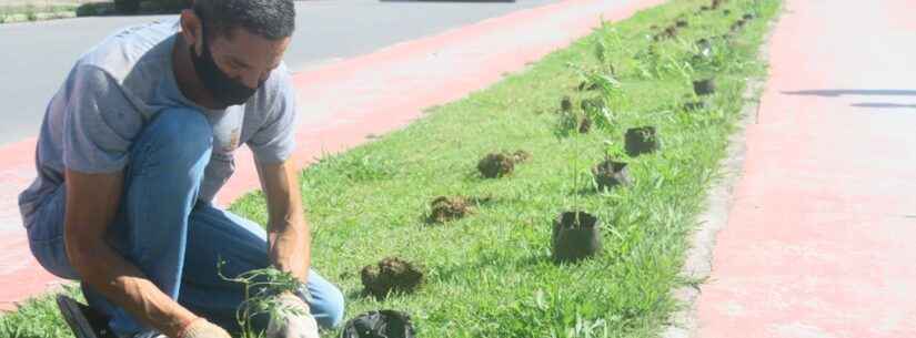 Prefeitura de Caraguatatuba segue com plantio de mudas em rua do Tinga