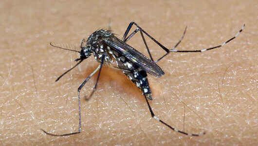 Caraguatatuba tem dois casos suspeitos de zika e prefeitura pede apoio à população para combate ao Aedes aegypti