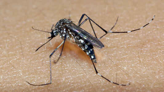 Caraguatatuba tem dois casos suspeitos de zika e prefeitura pede apoio à população para combate ao Aedes aegypti
