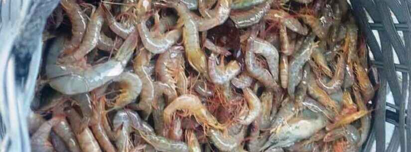 Banco de Alimentos doa 30 kg de camarão para instituições sociais