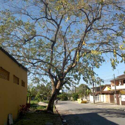 Prefeitura de Caraguatatuba orienta sobre serviço de corte de árvores em áreas públicas e particulares