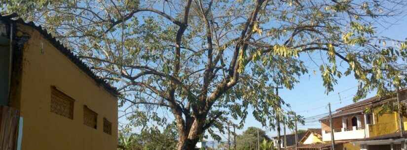 Prefeitura de Caraguatatuba orienta sobre serviço de corte de árvores em áreas públicas e particulares