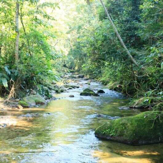 Prefeitura de Caraguatatuba destaca programas de preservação ambiental no Dia Internacional das Florestas