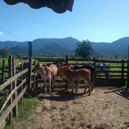 Prefeitura de Caraguatatuba encerra primeira fase da campanha de vacinação contra brucelose bovina