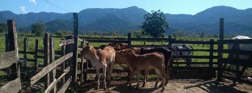 Prefeitura de Caraguatatuba encerra primeira fase da campanha de vacinação contra brucelose bovina