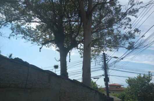 Prefeitura de Caraguatatuba realiza megaoperação para retirada de árvores no bairro Benfica