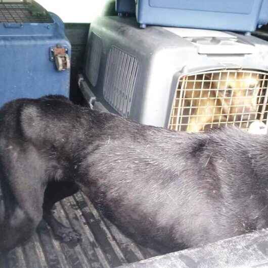 CCZ de Caraguatatuba resgata animais vítimas de maus-tratos em conjunto com a Polícia Ambiental