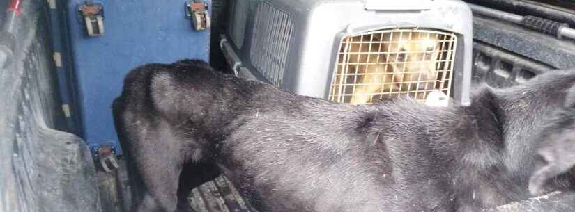 CCZ de Caraguatatuba resgata animais vítimas de maus-tratos em conjunto com a Polícia Ambiental