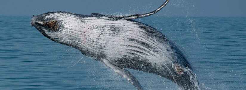 Começa temporada de baleias no Litoral Norte