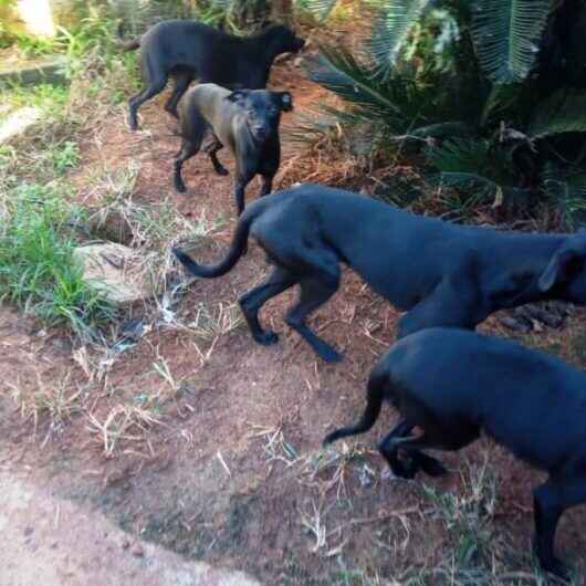 CCZ de Caraguatatuba recolhe 10 cães vítimas de maus-tratos no bairro Gaivotas