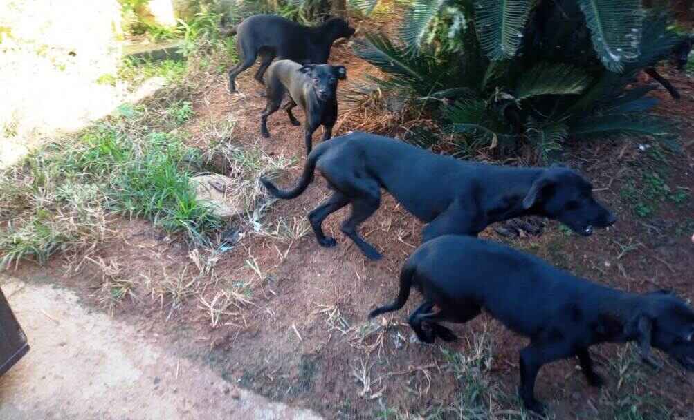 Cavalo é resgatado em situação de maus tratos, em Caraguatatuba