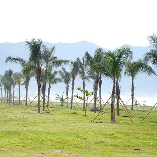 Prefeitura de Caraguatatuba faz replantio de cerca de 40 árvores retiradas da foz do Rio Juqueriquerê