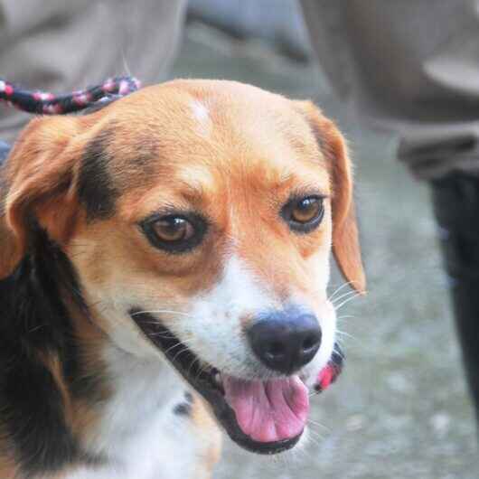 Prefeitura de Caraguatatuba abre 300 vagas de castração de cães e gatos nesta sexta-feira