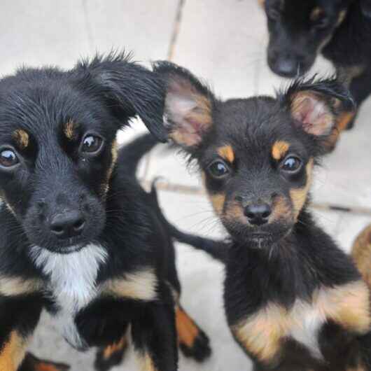 Sábado é dia de Feira de Adoção de Cães e Gatos em Caraguatatuba