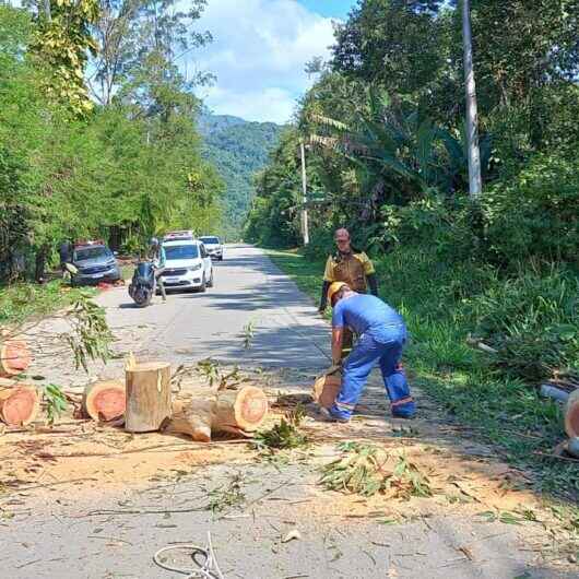 Defesa Civil de Caraguatatuba corta eucalipto em risco de queda na Estrada do Rio Claro