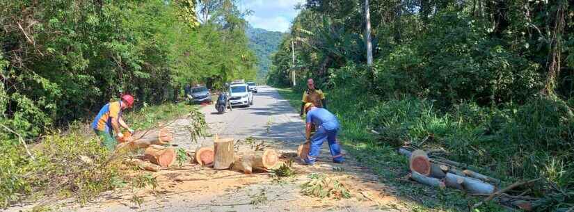 Defesa Civil de Caraguatatuba corta eucalipto em risco de queda na Estrada do Rio Claro