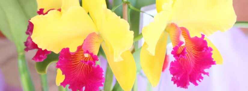 42ª Exposição de Orquídeas de Caraguatatuba reúne cerca de 200 espécies em outubro
