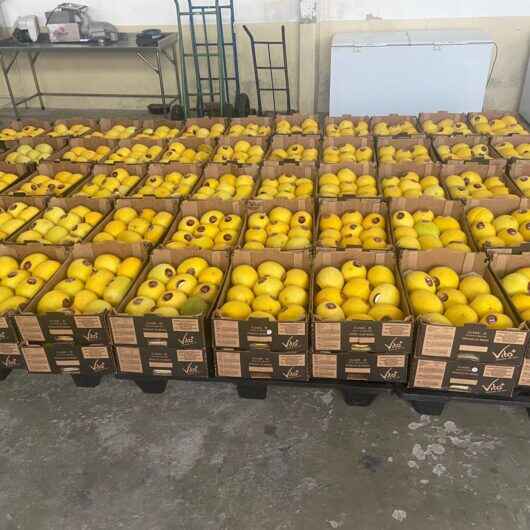 Banco de Alimentos de Caraguatatuba repassa doação de 1,5 tonelada de melão para entidades Banco de Alimentos de Caraguatatuba repassa doação de 1,5 tonelada de melão para entidades