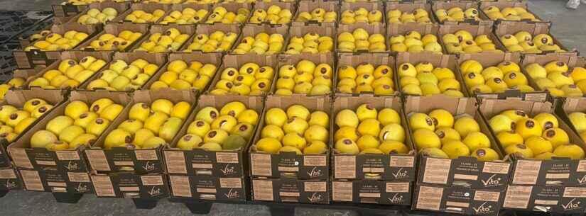 Banco de Alimentos de Caraguatatuba repassa doação de 1,5 tonelada de melão para entidades