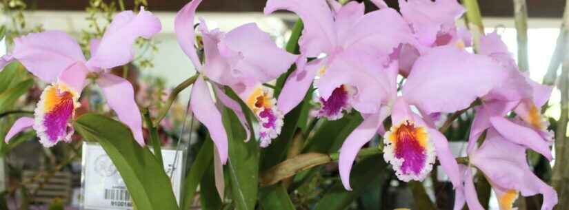 Exposição de Orquídeas de Caraguatatuba ocorre de 7 a 9 de outubro na Secretaria de Turismo