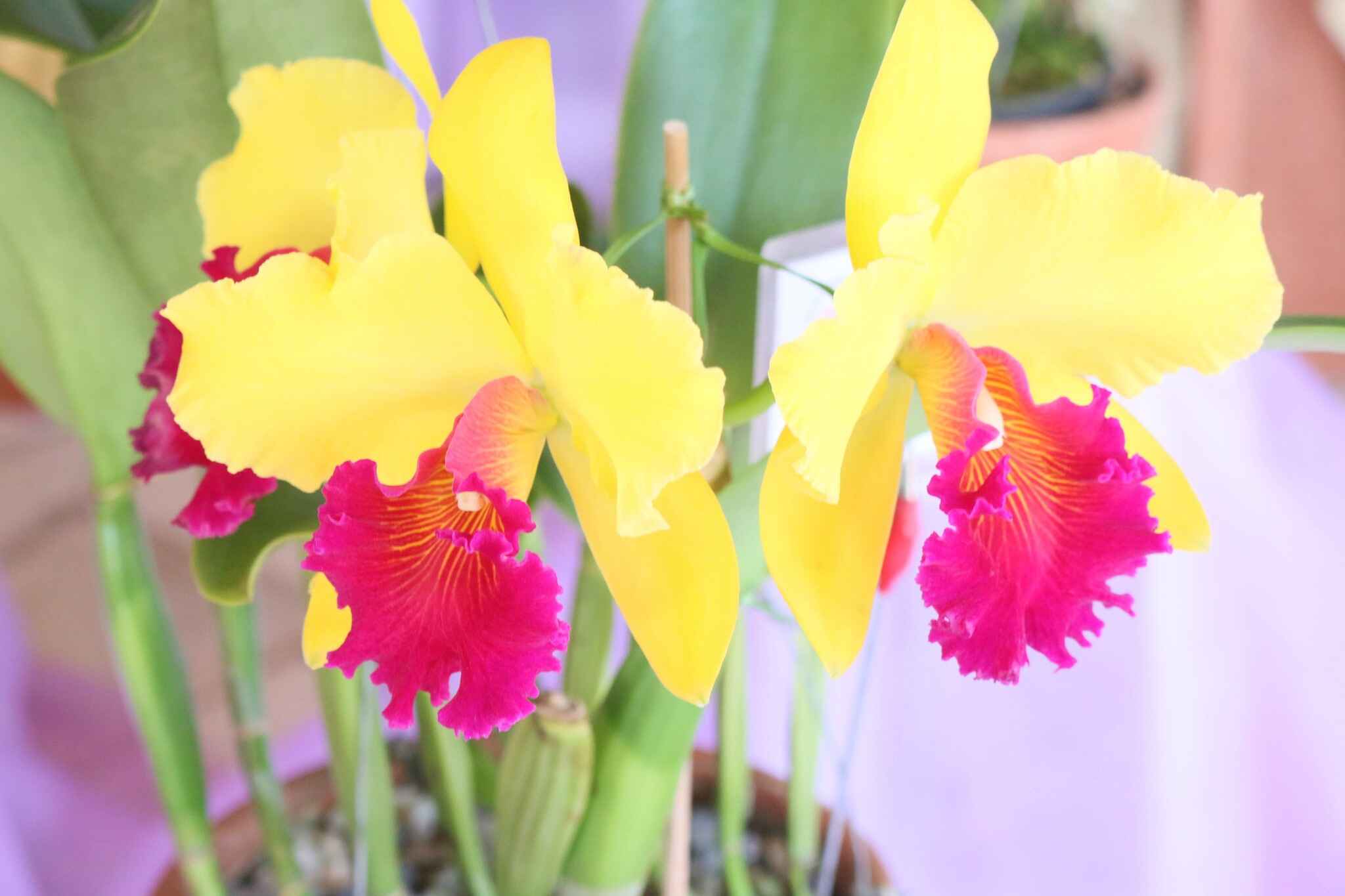Exposição de Orquídeas de Caraguatatuba ocorre de 7 a 9 de outubro na  Secretaria de Turismo – Prefeitura de Caraguatatuba