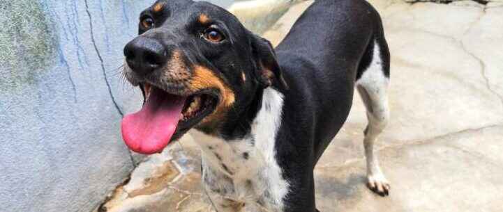 Sábado é dia de Feira de Adoção de Cães e Gatos no CCZ de Caraguatatuba
