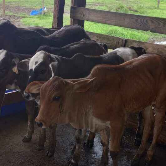 Prefeitura completa campanha de vacinação contra brucelose bovina em Caraguatatuba