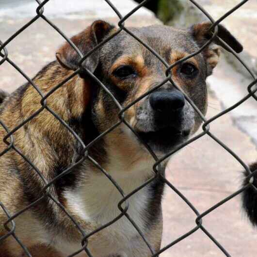 CCZ de Caraguatatuba realiza última Feira de Adoção de Cães e Gatos no dia 17