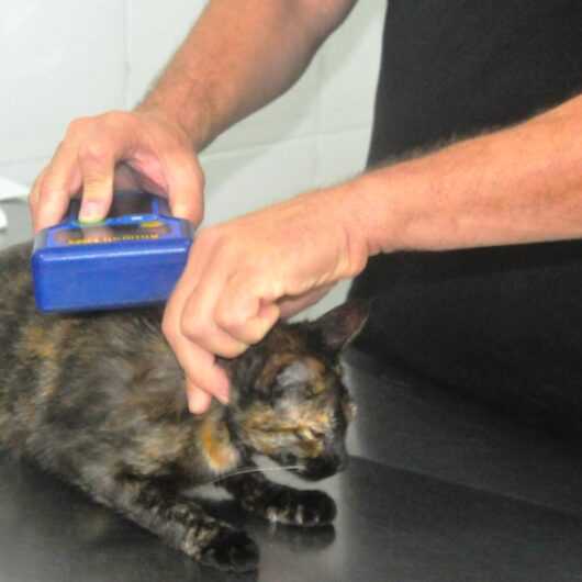 Prefeitura de Caraguatatuba abre 300 vagas de castração de cães e gatos nesta sexta-feira