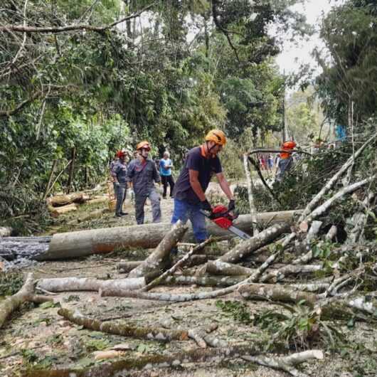 Quedas de árvores são ocorrências mais atendidas pela Defesa Civil em dezembro