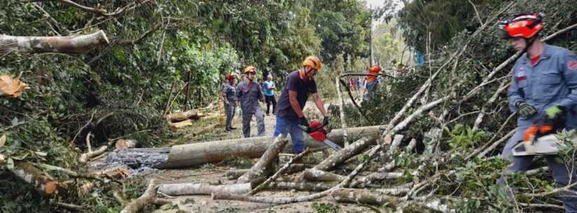 Quedas de árvores são ocorrências mais atendidas pela Defesa Civil em dezembro