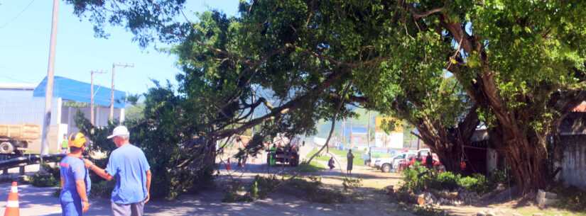 Defesa Civil de Caraguatatuba corta árvore ameaçada de cair sobre a rodovia Rio-Santos