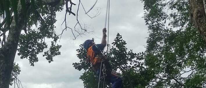 #PraTodosVerem: Agente da Defesa Civil está içado em uma corda para realizar o corte da árvore com risco iminente de queda em residência no Sumaré