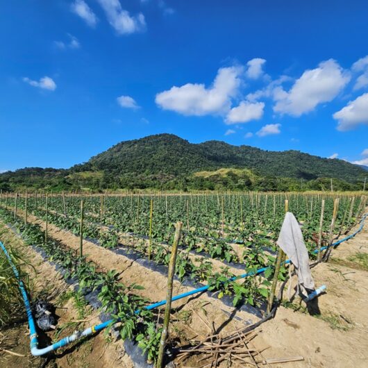 Caraguatatuba registra 120 famílias vivendo da agricultura familiar