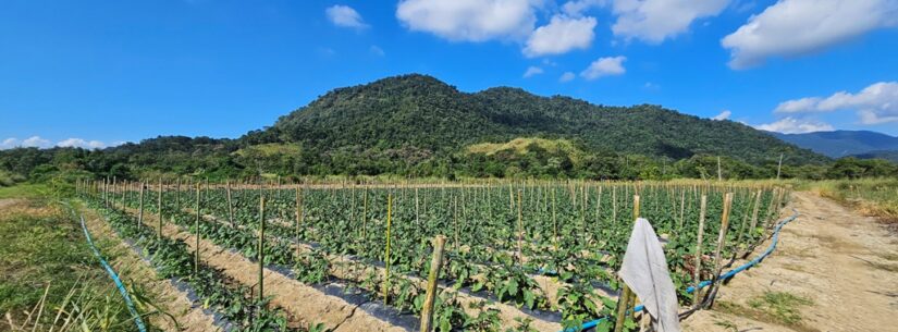 Caraguatatuba registra 120 famílias vivendo da agricultura familiar