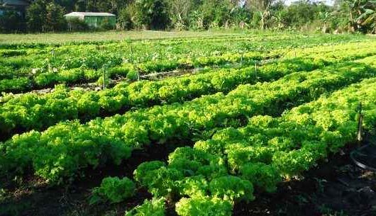 SENAR/SP e Prefeitura de Caraguá ofertam curso de Nutrição Biológica do Solo para produtores