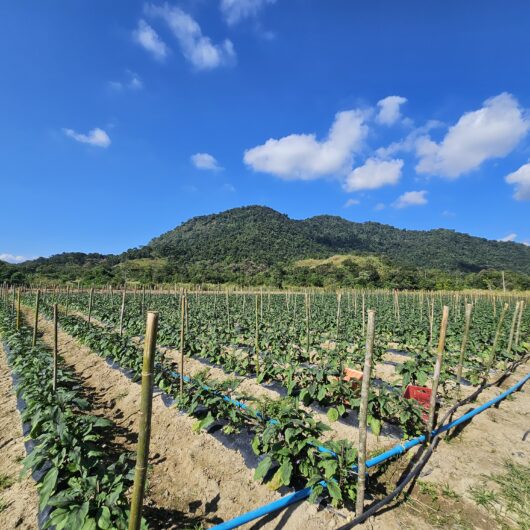 Prefeitura de Caraguatatuba promove encontro sobre Cadastro Ambiental Rural