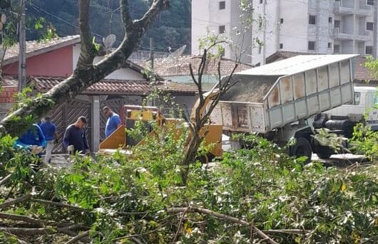 Prefeitura realiza poda de árvores em praça da Prainha