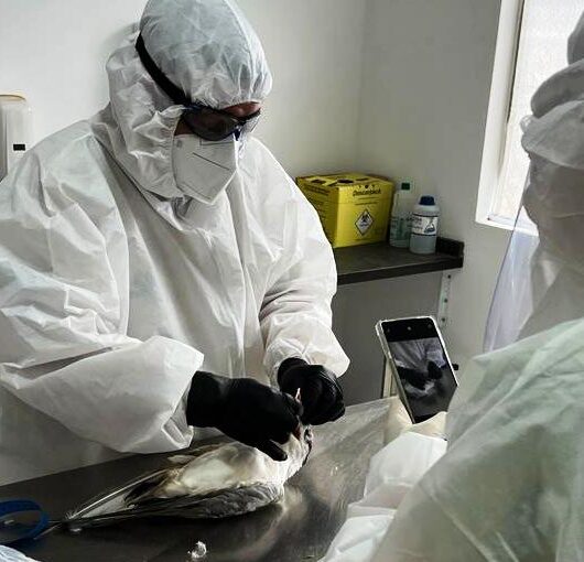 Caraguatatuba reforça alerta sobre cuidados para evitar contaminação pela gripe aviária