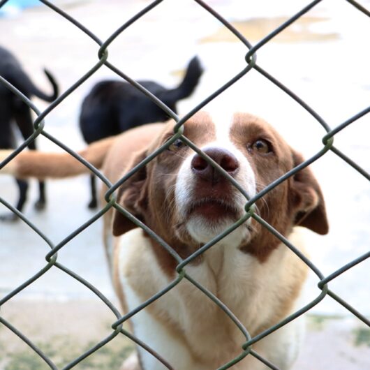 Cerca de 30 animais estarão disponíveis para adoção neste sábado em Caraguatatuba