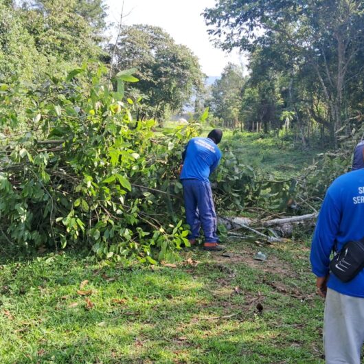 Prefeitura de Caraguatatuba realiza remoção de árvore no Santamarina
